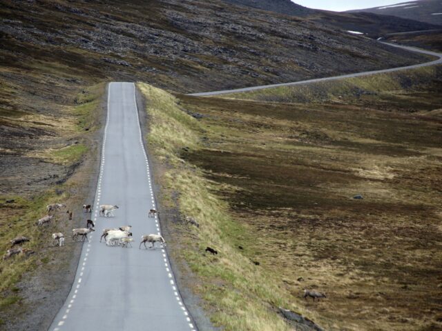 Reindeers crossing the road (Photo by Mark König on Unsplash)